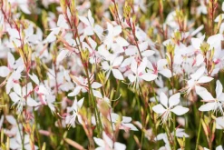 Gaura lindheimeri 'Whirling Butterflies' (Prachtkaars)