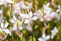 Gaura lindheimeri 'Whirling Butterflies' (Prachtkaars)