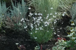 Gaura (Prachtkaars)
