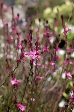 Gaura (Prachtkaars)