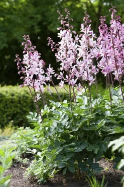 Gaura (Prachtkaars)