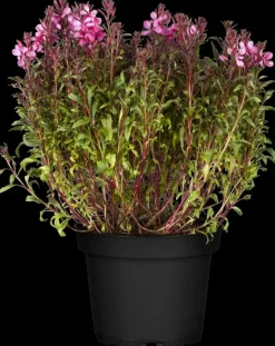 Gaura (Prachtkaars)