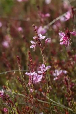 Gaura (Prachtkaars)