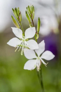 Gaura (Prachtkaars)