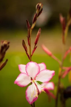 Gaura (Prachtkaars)