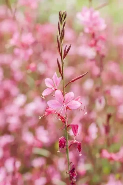 Gaura (Prachtkaars)