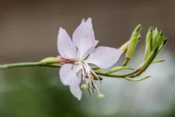 Gaura (Prachtkaars)