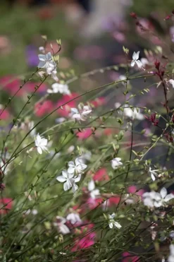 Gaura (Prachtkaars)