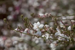 Gaura (Prachtkaars)