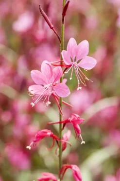 Gaura (Prachtkaars)