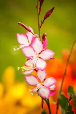Gaura (Prachtkaars)