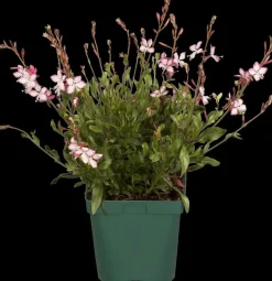 Gaura (Prachtkaars)