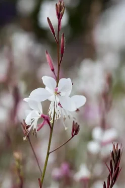 Gaura (Prachtkaars)