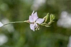 Gaura (Prachtkaars)