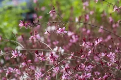 Gaura (Prachtkaars)