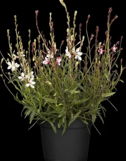 Gaura (Prachtkaars)
