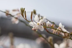 Gaura (Prachtkaars)