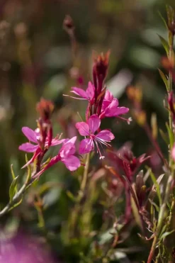 Gaura (Prachtkaars)