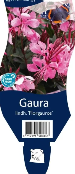 Gaura (Prachtkaars)