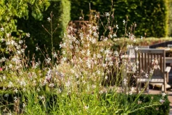 Gaura (Prachtkaars)
