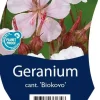 Geranium cantabrigiense 'Biokovo' (Ooievaarsbek)