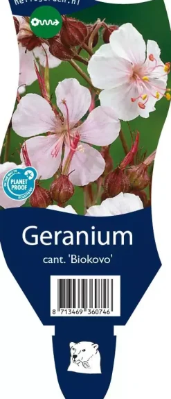Geranium cantabrigiense 'Biokovo' (Ooievaarsbek)