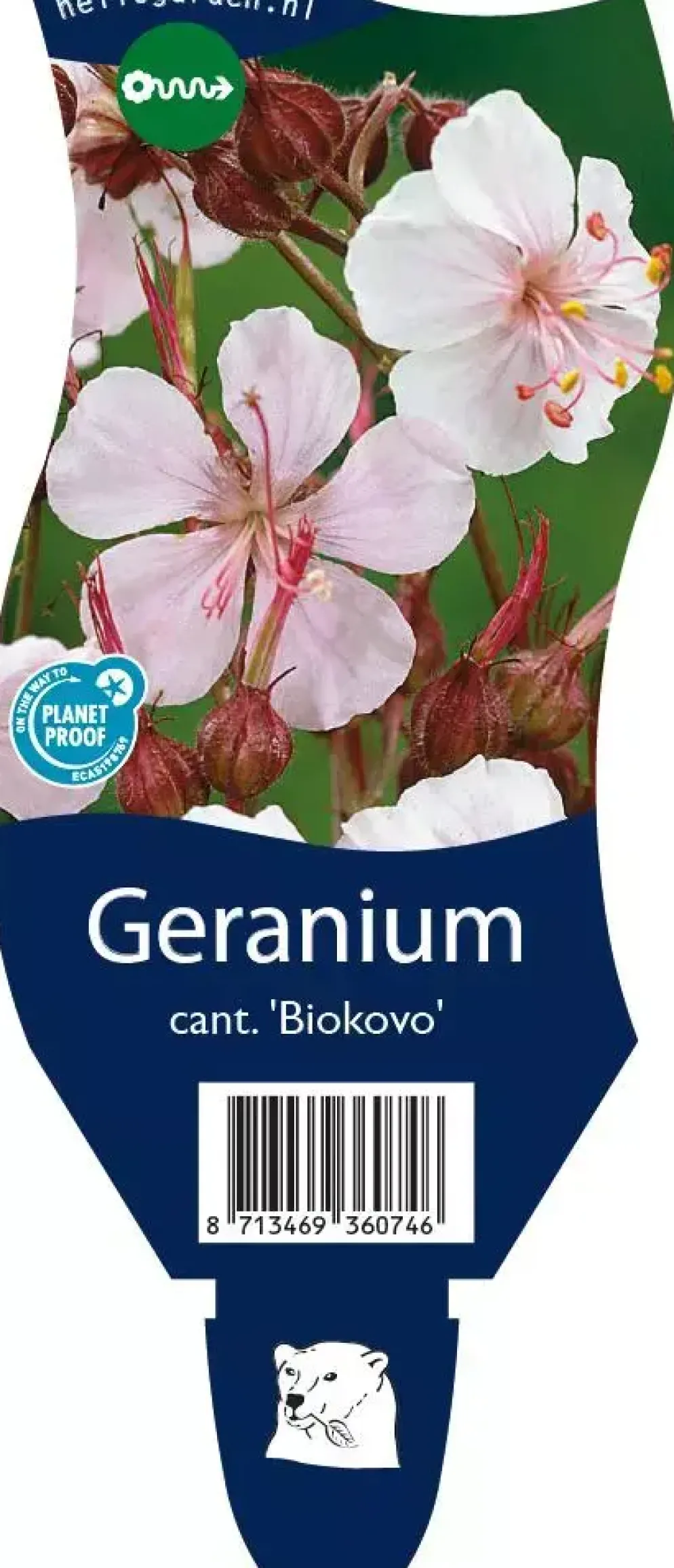 Geranium cantabrigiense 'Biokovo' (Ooievaarsbek)