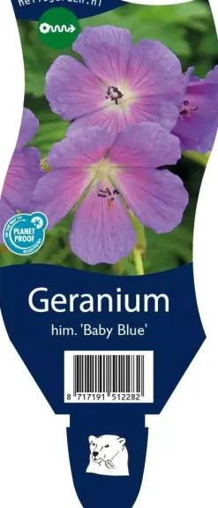 Geranium himalayense 'Baby Blue' (Ooievaarsbek)