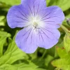 Geranium 'Johnson's Blue' (Ooievaarsbek)