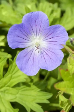 Geranium 'Johnson's Blue' (Ooievaarsbek)