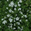 Geranium (Ooievaarsbek)