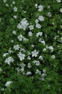 Geranium (Ooievaarsbek)