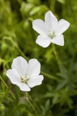 Geranium (Ooievaarsbek)