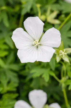 Geranium (Ooievaarsbek)
