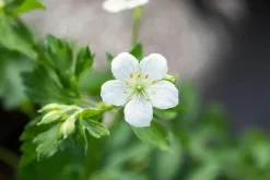 Geranium (Ooievaarsbek)