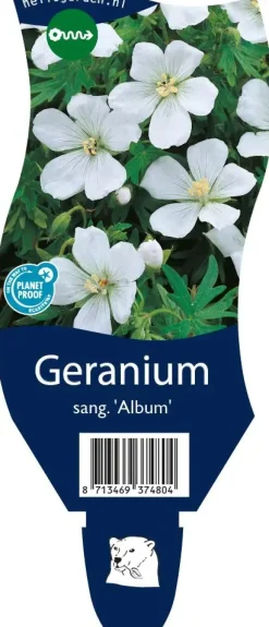 Geranium (Ooievaarsbek)
