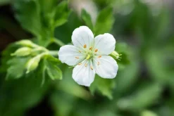 Geranium (Ooievaarsbek)