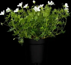 Geranium (Ooievaarsbek)
