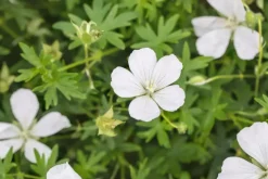 Geranium (Ooievaarsbek)
