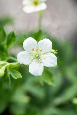 Geranium (Ooievaarsbek)