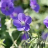 Geranium pratense (Beemdooievaarsbek)