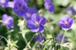 Geranium pratense (Beemdooievaarsbek)