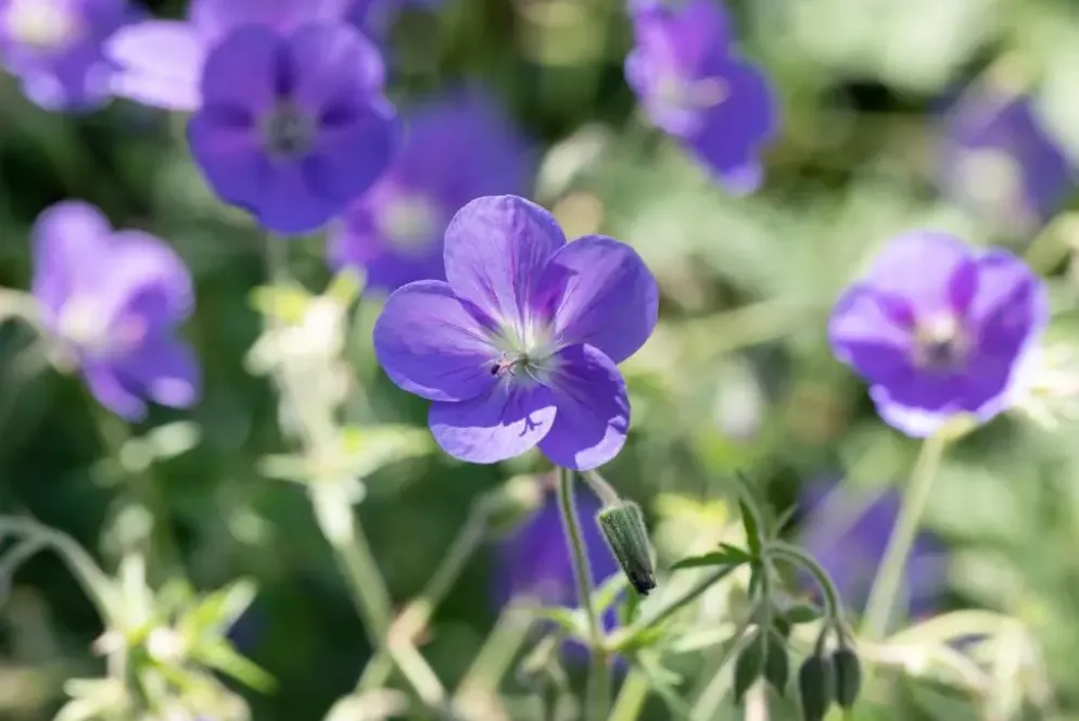 Geranium pratense (Beemdooievaarsbek)
