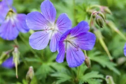 Geranium pratense (Beemdooievaarsbek)