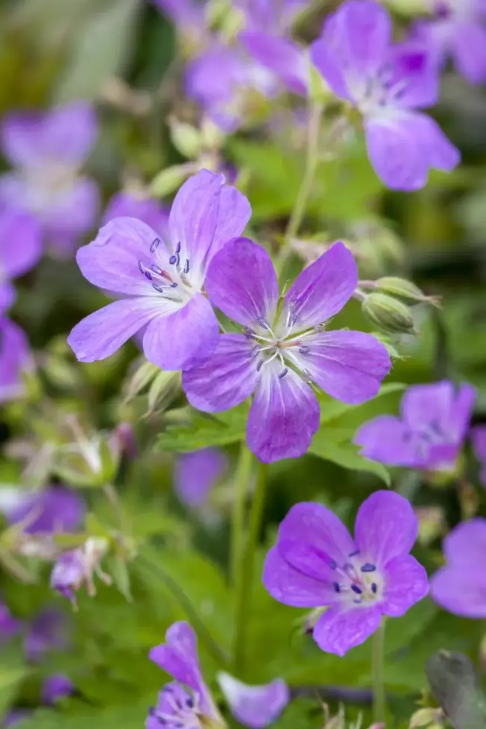 Geranium pratense (Beemdooievaarsbek)