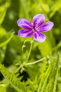 Geranium pratense (Beemdooievaarsbek)