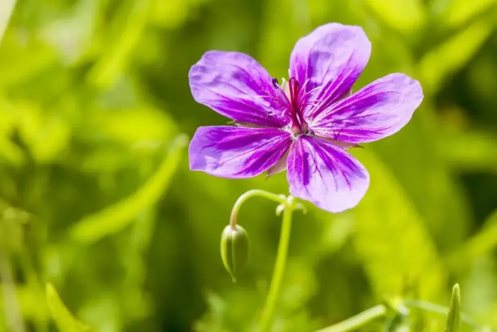 Geranium pratense (Beemdooievaarsbek)