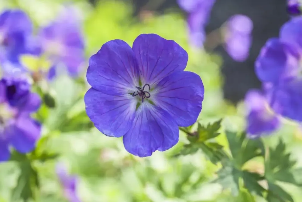 Geranium pratense (Beemdooievaarsbek)
