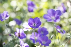 Geranium pratense (Beemdooievaarsbek)