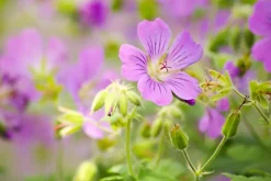 Geranium pratense (Beemdooievaarsbek)